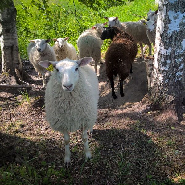 Jämsäläiset himosravintolat ja majoituspaikat tajoavat maatilan elämyksiä. Jämsäläiset himosravintolat ja majoituspaikat tajoavat maatilan elämyksiä.